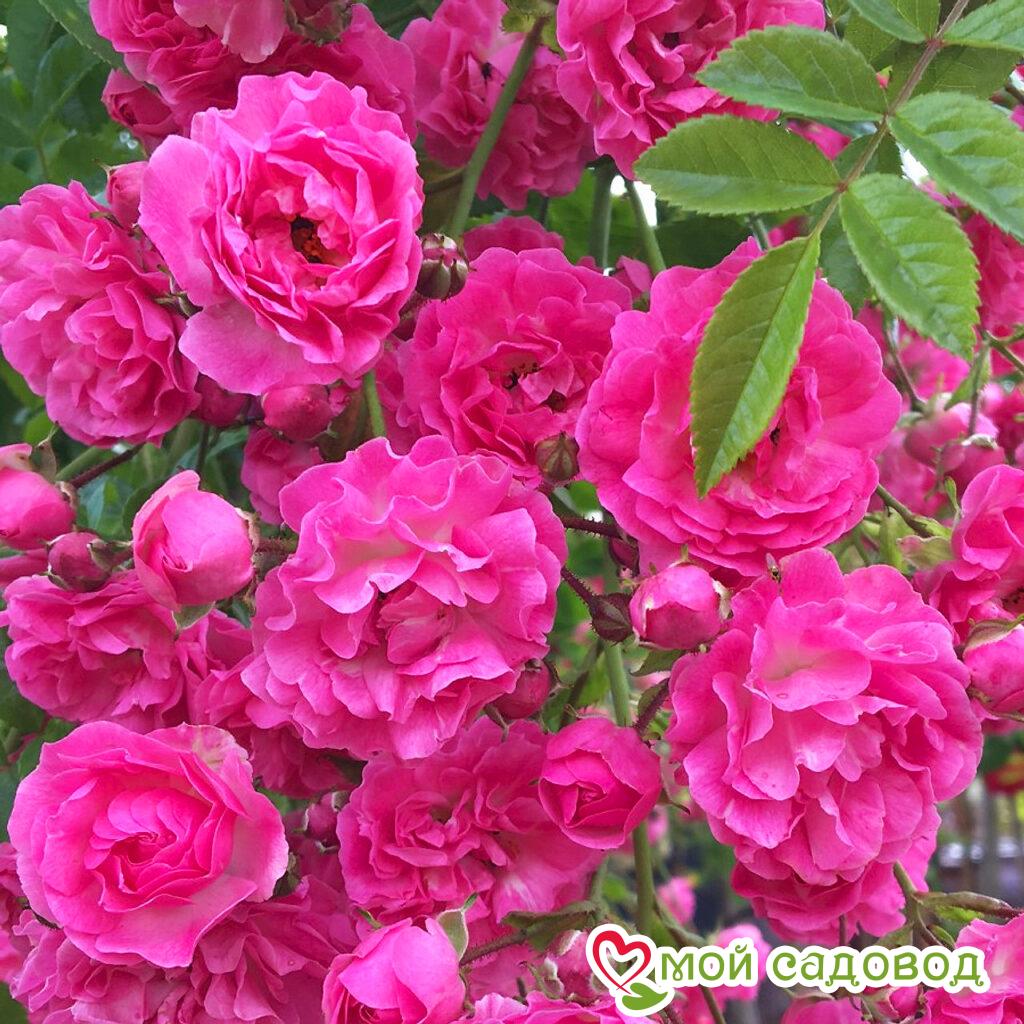 Роза Дороти Перкинс