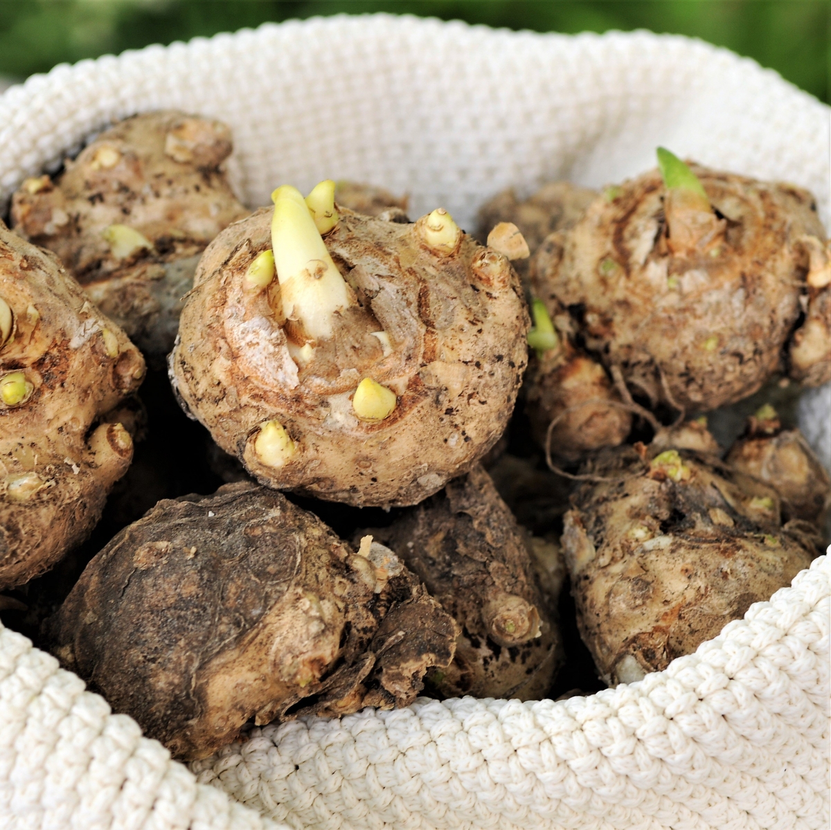 Калла Пикассо