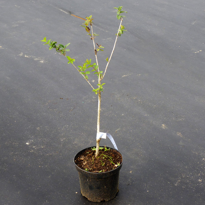 Жимолость Амфора