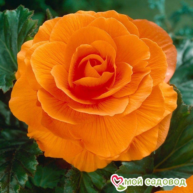 Бегония махровая Оранжевая